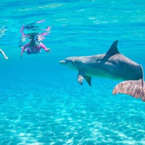 Dolphin House Snorkelling Trip