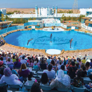 Dolphin Show