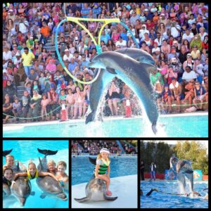Dolphin Show in Hurghada – Fun Marine Performance Experience