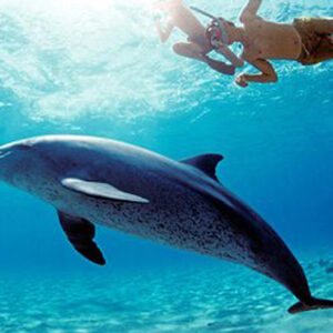 Dolphin House Hurghada Tour – Full Day Boat Trip