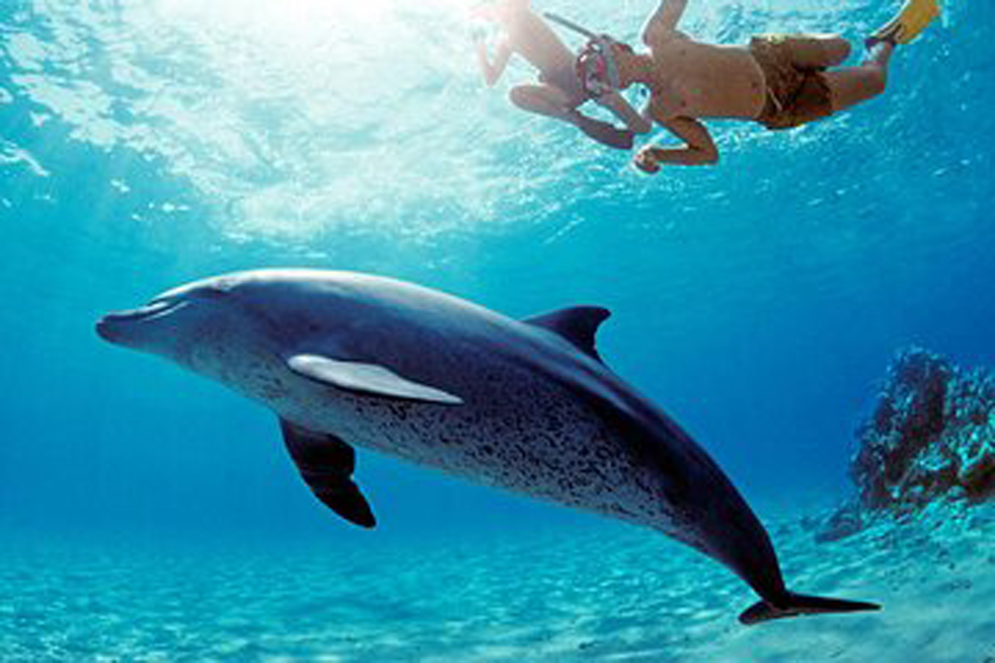 dolpin snorkelling tour in hurghada 04